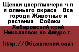 Щенки цвергпинчера ч/п и оленьего окраса - Все города Животные и растения » Собаки   . Хабаровский край,Николаевск-на-Амуре г.